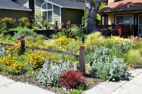 How to handle your garden in the early spring in Antioch, CA