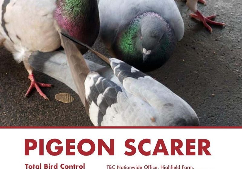  What to utilize as a home pigeon scarer near me