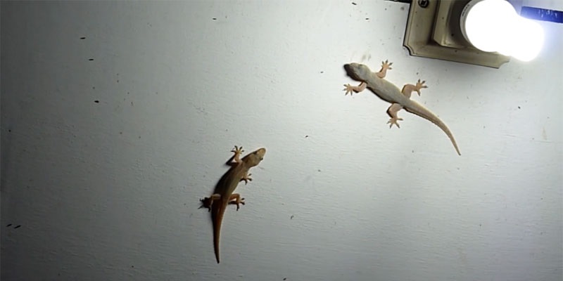  How to get rid of gecko at home
