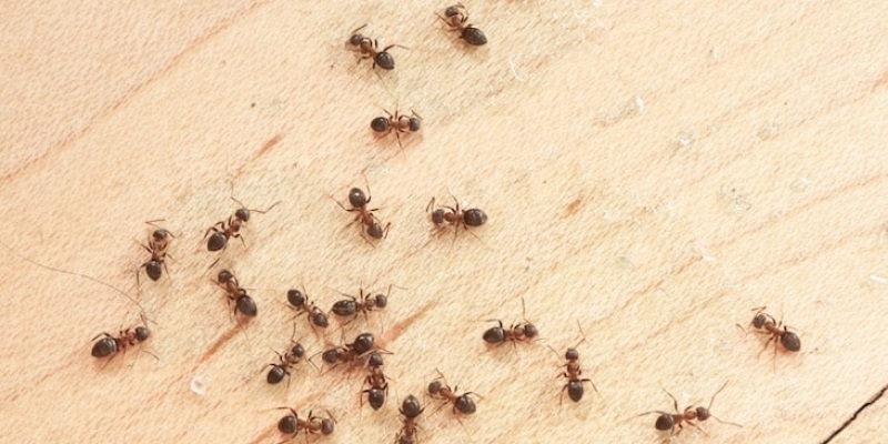  Ant Problems In Your Home?