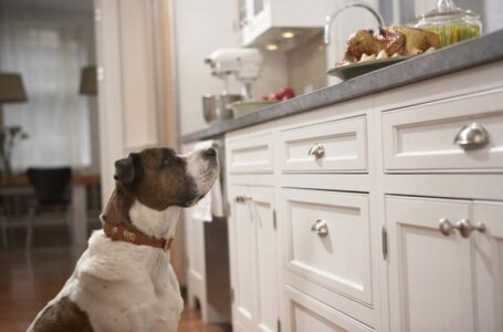 Know More About Styling A Pet-Friendly Kitchen