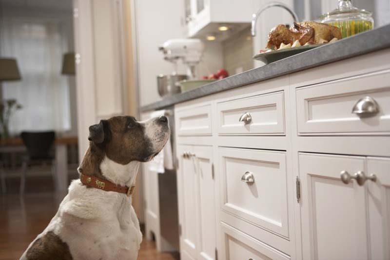 Know More About Styling A Pet-Friendly Kitchen