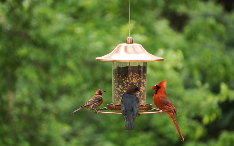  How To Attract Songbirds