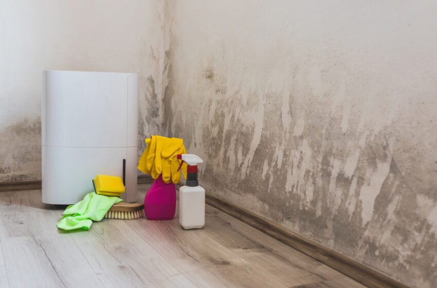  Does a dehumidifier kill mold? Some Ideas You Should Have