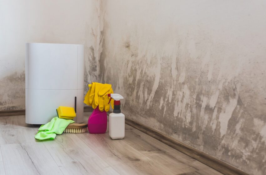 dehumidifiers help with mold