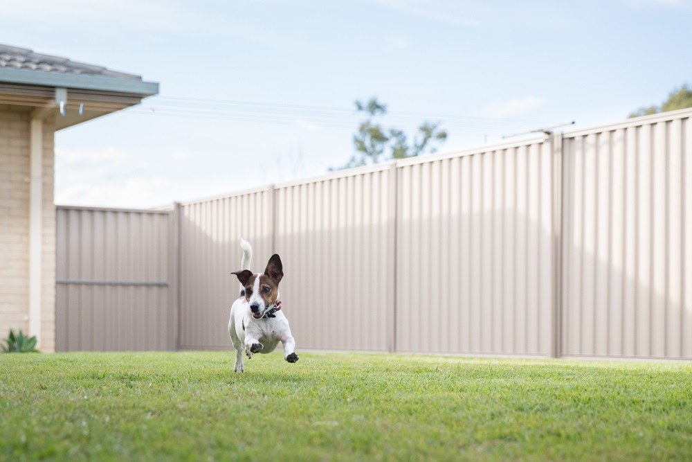 How to Choose the Best Fence for Pets and Kids